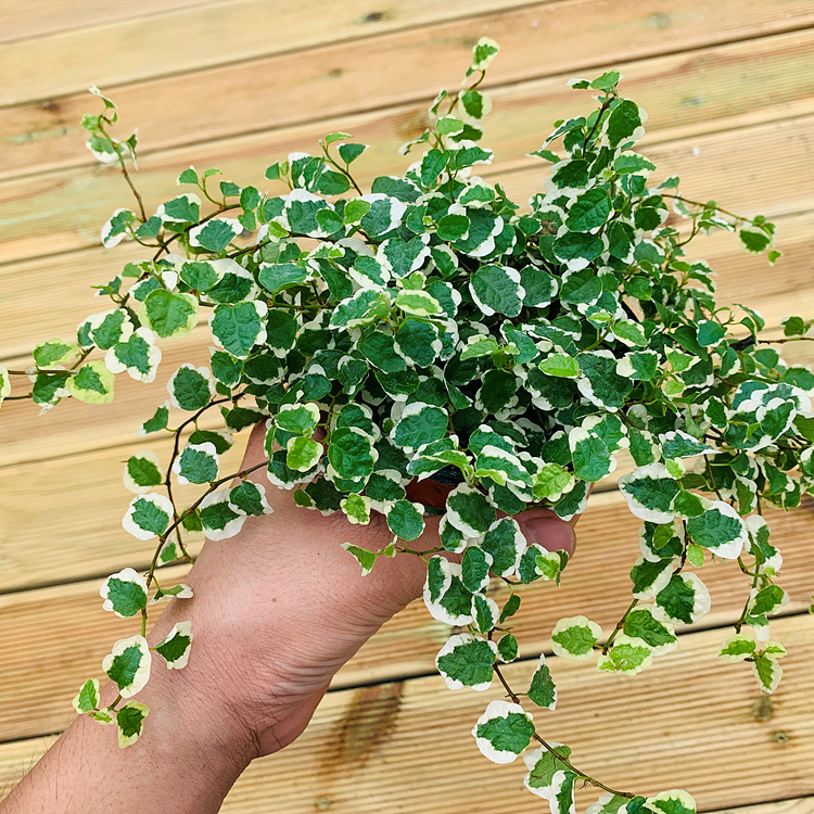 푸미라 관엽 미니 실내 공기정화식물